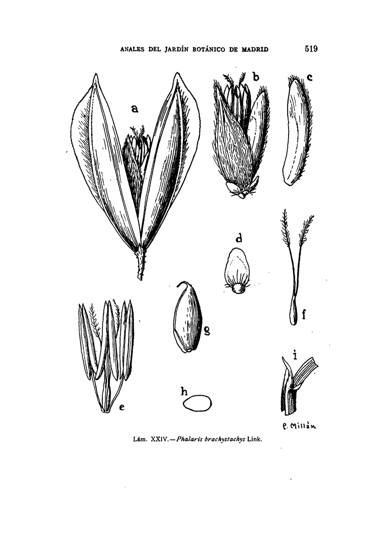 Phalaris Brachystachys seed morphology diagram